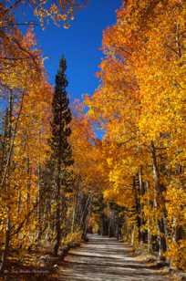Aspens along North Lake road-0261 Aspens along North Lake road-0261